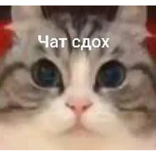 Самий (ни) ожидаемый стикер — 39