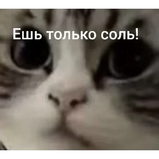 Самий (ни) ожидаемый стикер — 42