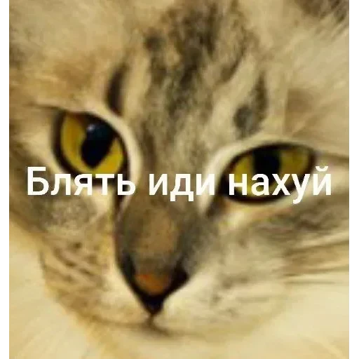 Самий (ни) ожидаемый стикер — 45