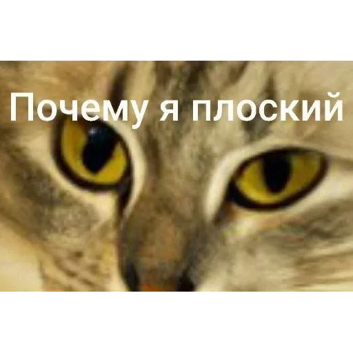Самий (ни) ожидаемый стикер — 46