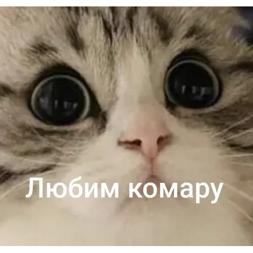 Самий (ни) ожидаемый стикер — 49