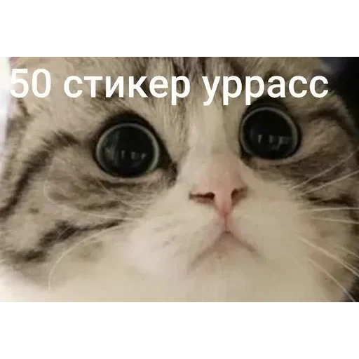 Самий (ни) ожидаемый стикер — 50