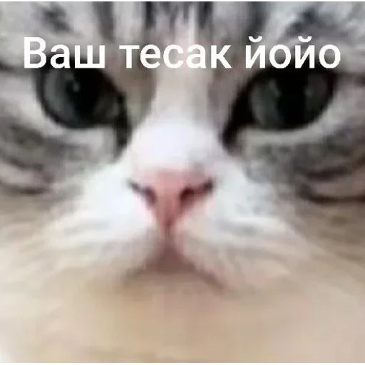 Самий (ни) ожидаемый стикер — 53