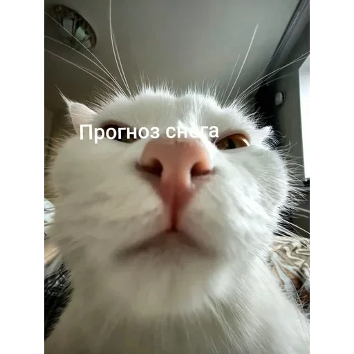 Самий (ни) ожидаемый стикер — 54