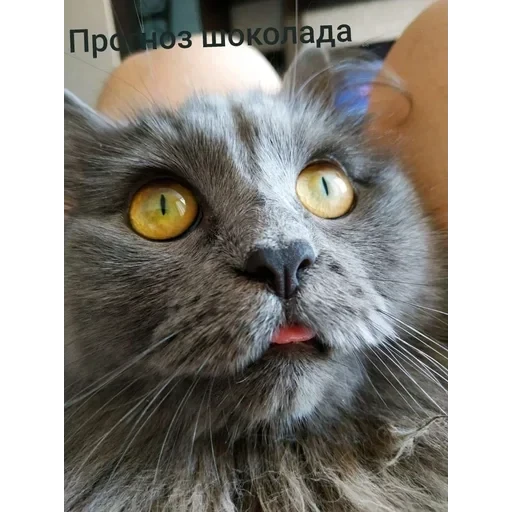 Самий (ни) ожидаемый стикер — 56