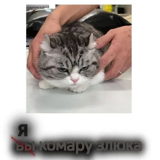 Самий (ни) ожидаемый стикер — 58