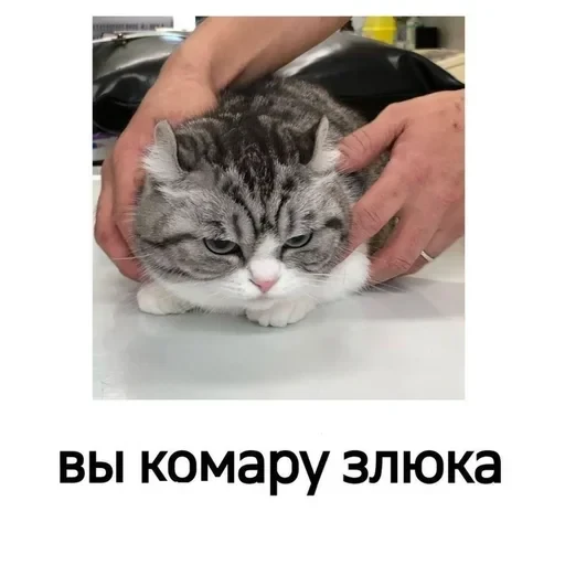 Самий (ни) ожидаемый стикер — 59