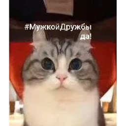 Самий (ни) ожидаемый стикер