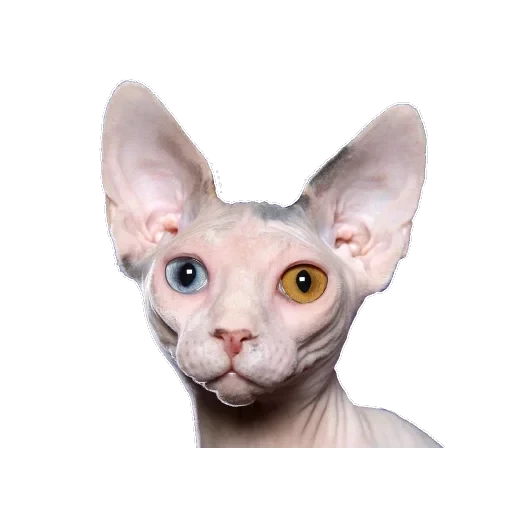Сфинкс — 1
