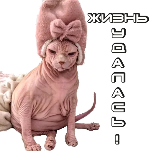 Сфинкс — 11
