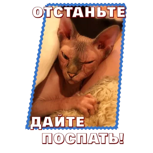 Сфинкс — 13