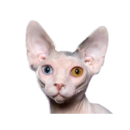 Сфинкс