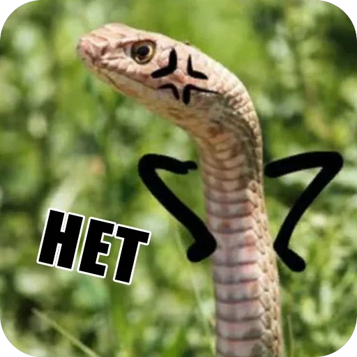 Snake — 11