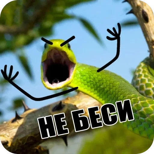 Snake — 12