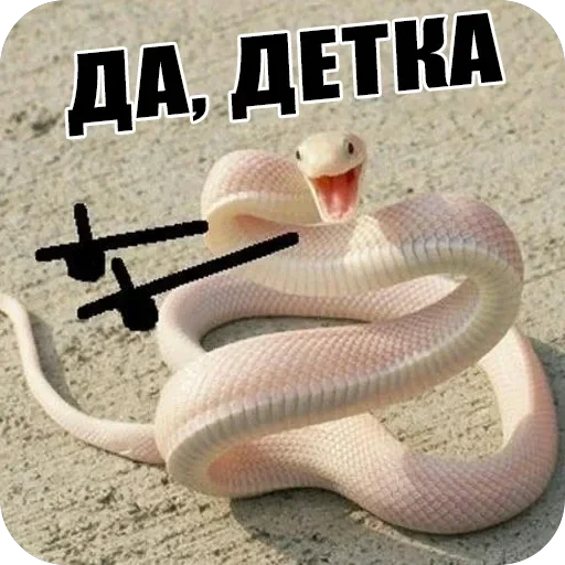 Snake — 13