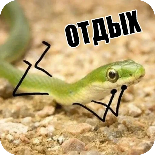 Snake — 14