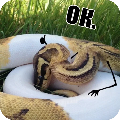 Snake — 15
