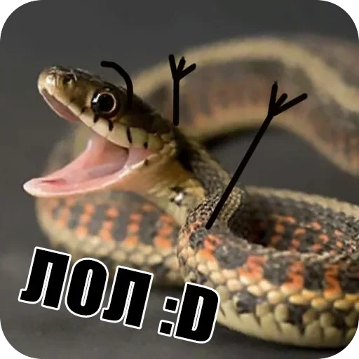Snake — 16