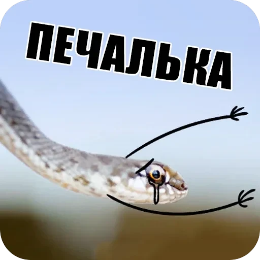Snake — 17