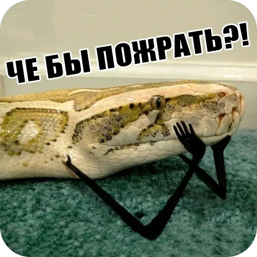 Snake — 19