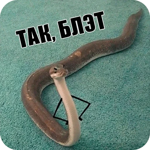 Snake — 4