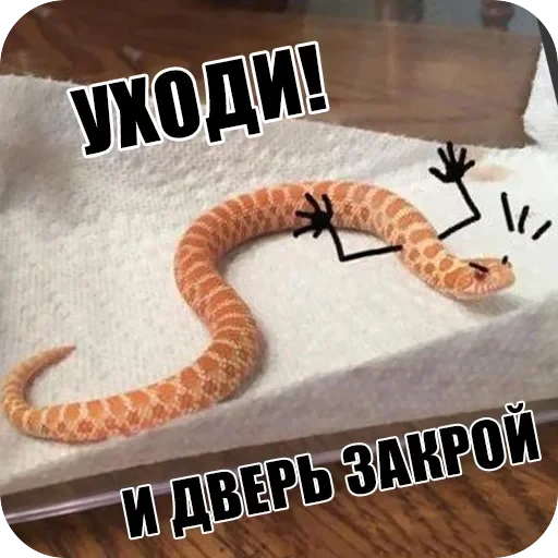 Snake — 5