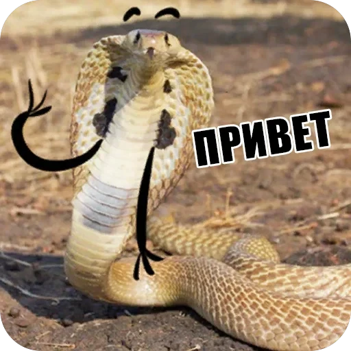 Snake — 8