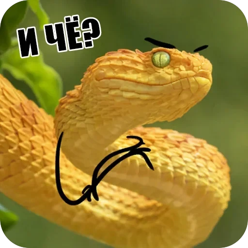 Snake — 9