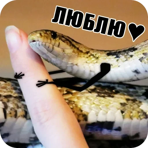 Snake — 10