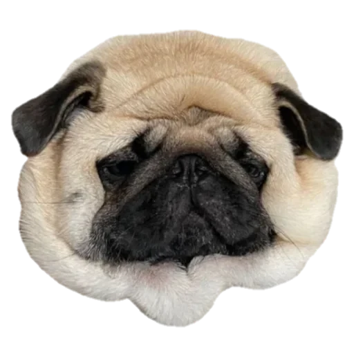 Собаки — 2