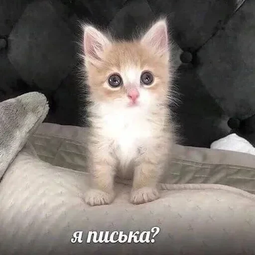 создал :: тг стикеры @ — 38