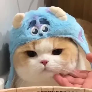 一些喵ฅ(=￣ω￣=)ฅ — 2