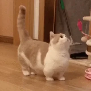 一些喵ฅ(=￣ω￣=)ฅ — 12