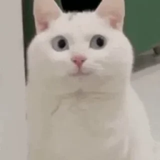一些喵ฅ(=￣ω￣=)ฅ — 13