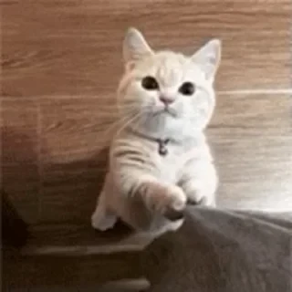 一些喵ฅ(=￣ω￣=)ฅ — 14