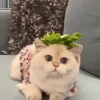 一些喵ฅ(=￣ω￣=)ฅ — 15