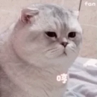 一些喵ฅ(=￣ω￣=)ฅ — 16