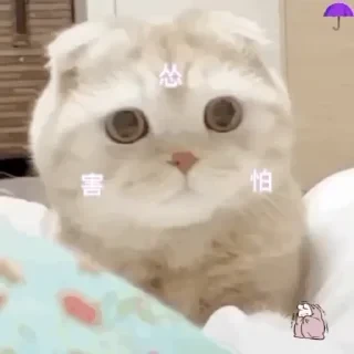 一些喵ฅ(=￣ω￣=)ฅ — 19