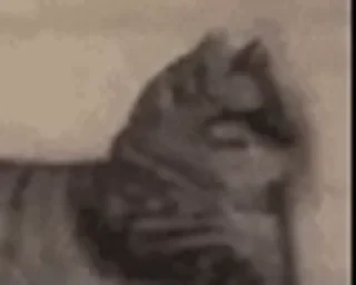 一些喵ฅ(=￣ω￣=)ฅ — 20