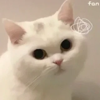 一些喵ฅ(=￣ω￣=)ฅ — 3