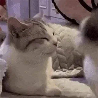 一些喵ฅ(=￣ω￣=)ฅ — 21