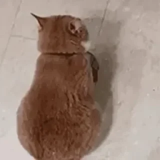 一些喵ฅ(=￣ω￣=)ฅ — 23