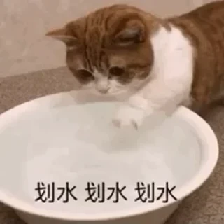 一些喵ฅ(=￣ω￣=)ฅ — 24