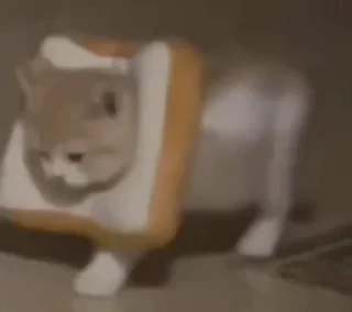 一些喵ฅ(=￣ω￣=)ฅ — 25