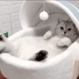 一些喵ฅ(=￣ω￣=)ฅ — 26