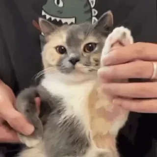 一些喵ฅ(=￣ω￣=)ฅ — 27