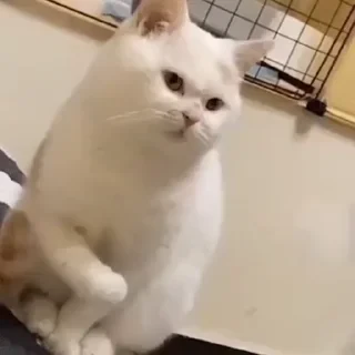 一些喵ฅ(=￣ω￣=)ฅ — 28