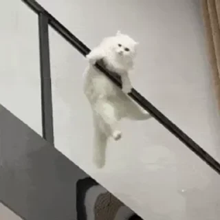 一些喵ฅ(=￣ω￣=)ฅ — 29