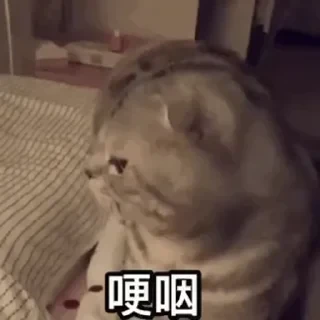 一些喵ฅ(=￣ω￣=)ฅ — 4