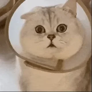 一些喵ฅ(=￣ω￣=)ฅ — 32